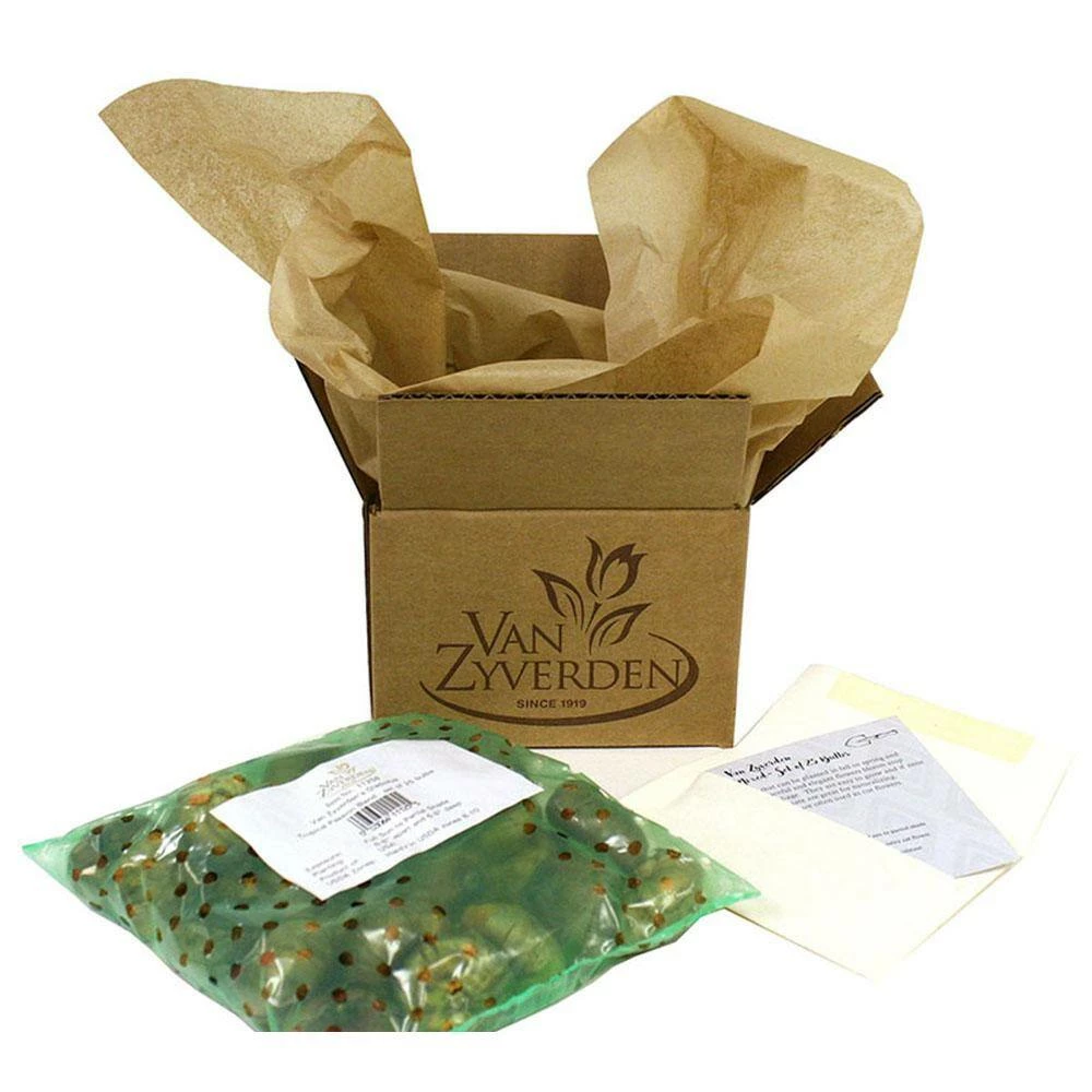 VAN ZYVERDEN Tulips Grand Perfection Bulbs (12-Pack) 7 VAN ZYVERDEN Tulips Grand Perfection Bulbs (12-Pack) - Image 5