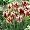 VAN ZYVERDEN Tulips Grand Perfection Bulbs (12-Pack)