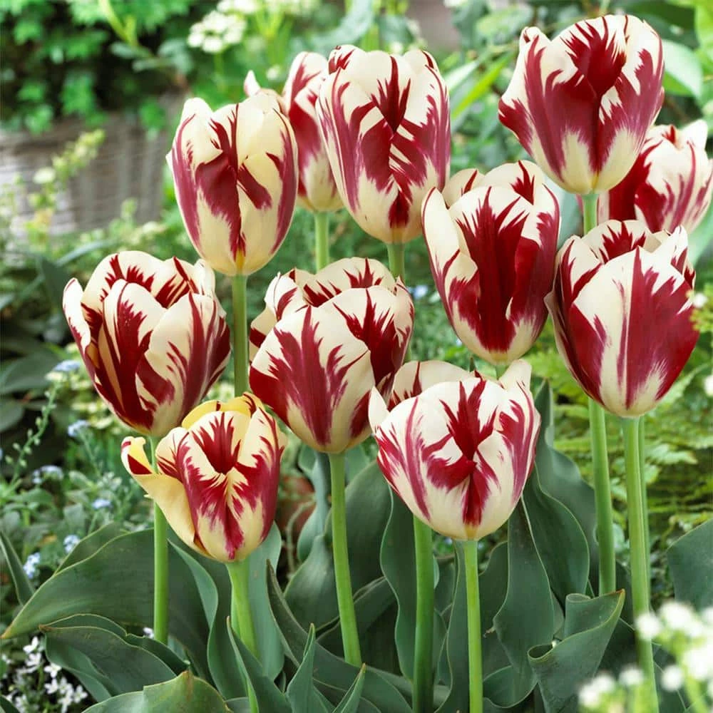 VAN ZYVERDEN Tulips Grand Perfection Bulbs (12-Pack) 3 VAN ZYVERDEN Tulips Grand Perfection Bulbs (12-Pack)