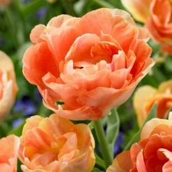 VAN ZYVERDEN Tulips Orange Angelique Bulbs (12-Pack) -VAN ZYVERDEN shop van zyverden flower bulbs 88005 4f 1000