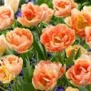 VAN ZYVERDEN Tulips Orange Angelique Bulbs (12-Pack) -VAN ZYVERDEN shop van zyverden flower bulbs 88005 64 1000