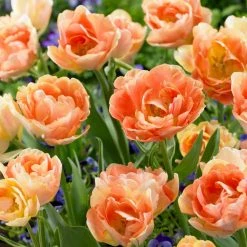 VAN ZYVERDEN Tulips Orange Angelique Bulbs (12-Pack)