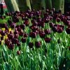 VAN ZYVERDEN Tulips Queen Of Night Bulbs (25-Pack) -VAN ZYVERDEN shop van zyverden flower bulbs 88007 64 1000
