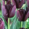 VAN ZYVERDEN Tulips Super Sized Queen Of Night Bulbs (12-Pack) -VAN ZYVERDEN shop van zyverden flower bulbs 88009 64 1000