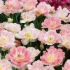 VAN ZYVERDEN Tulips Angelique Bulbs (25-Pack)