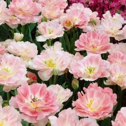 VAN ZYVERDEN Tulips Angelique Bulbs (25-Pack)
