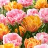VAN ZYVERDEN Tulips Double Blossom Blend Bulbs (15-Pack) 1 VAN ZYVERDEN Tulips Double Blossom Blend Bulbs (15-Pack) -VAN ZYVERDEN shop van zyverden flower bulbs 88012 64 1000