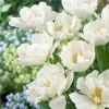 VAN ZYVERDEN Tulips Popcorn Bulbs (25-Pack) -VAN ZYVERDEN shop van zyverden flower bulbs 88013 64 1000