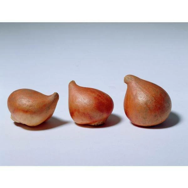 VAN ZYVERDEN Tulips Long Stemmed Mixture (Set of 50 Mammoth Bulbs) 6 VAN ZYVERDEN Tulips Long Stemmed Mixture (Set of 50 Mammoth Bulbs) - Image 4