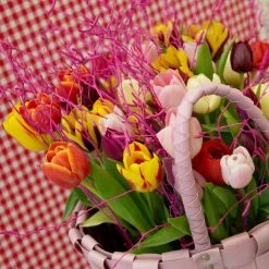 VAN ZYVERDEN Tulips Long Stemmed Mixture (Set of 50 Mammoth Bulbs) 11 VAN ZYVERDEN Tulips Long Stemmed Mixture (Set of 50 Mammoth Bulbs) -VAN ZYVERDEN shop van zyverden flower bulbs 88016 4f 1000