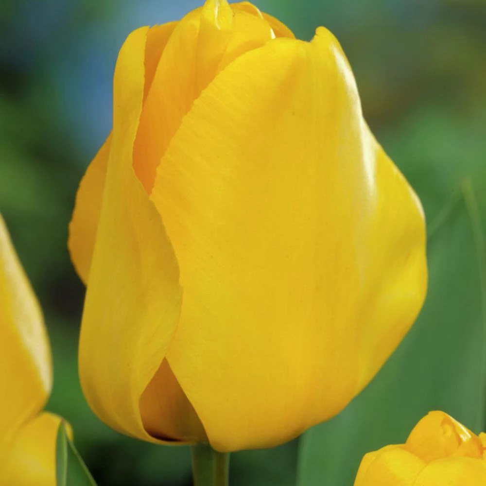 VAN ZYVERDEN Tulips Golden Apeldoorn Set of 12 Bulbs 4 VAN ZYVERDEN Tulips Golden Apeldoorn Set of 12 Bulbs - Image 2