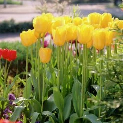 VAN ZYVERDEN Tulips Golden Apeldoorn Set of 25 Bulbs -VAN ZYVERDEN shop van zyverden flower bulbs 88019 4f 1000
