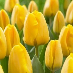 VAN ZYVERDEN Tulips Golden Apeldoorn Set of 25 Bulbs
