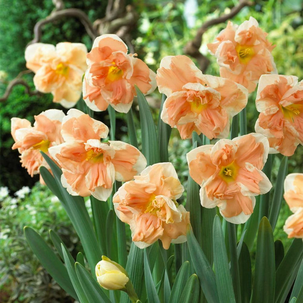 VAN ZYVERDEN Daffodils Apricot Whirl Bulbs (12-Pack) 5 VAN ZYVERDEN Daffodils Apricot Whirl Bulbs (12-Pack) - Image 3