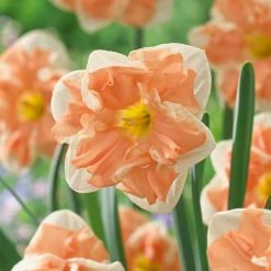 VAN ZYVERDEN Daffodils Apricot Whirl Bulbs (12-Pack)