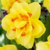 VAN ZYVERDEN Daffodils Tahiti Bulbs (12-Pack) -VAN ZYVERDEN shop van zyverden flower bulbs 88102 64 1000