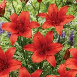VAN ZYVERDEN Lilies Red Highland Set of 8 Bulbs