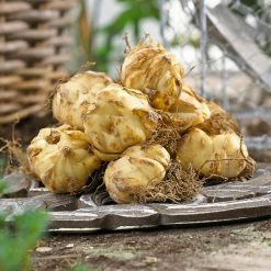 VAN ZYVERDEN Lilies Day and Night Collection Set of 12 Bulbs -VAN ZYVERDEN shop van zyverden flower bulbs 88151 1f 1000