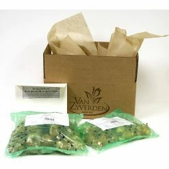 VAN ZYVERDEN Lilies Day and Night Collection Set of 12 Bulbs -VAN ZYVERDEN shop van zyverden flower bulbs 88151 44 1000