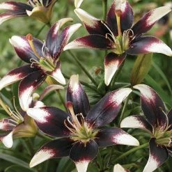 VAN ZYVERDEN Lilies Day and Night Collection Set of 12 Bulbs -VAN ZYVERDEN shop van zyverden flower bulbs 88151 4f 1000