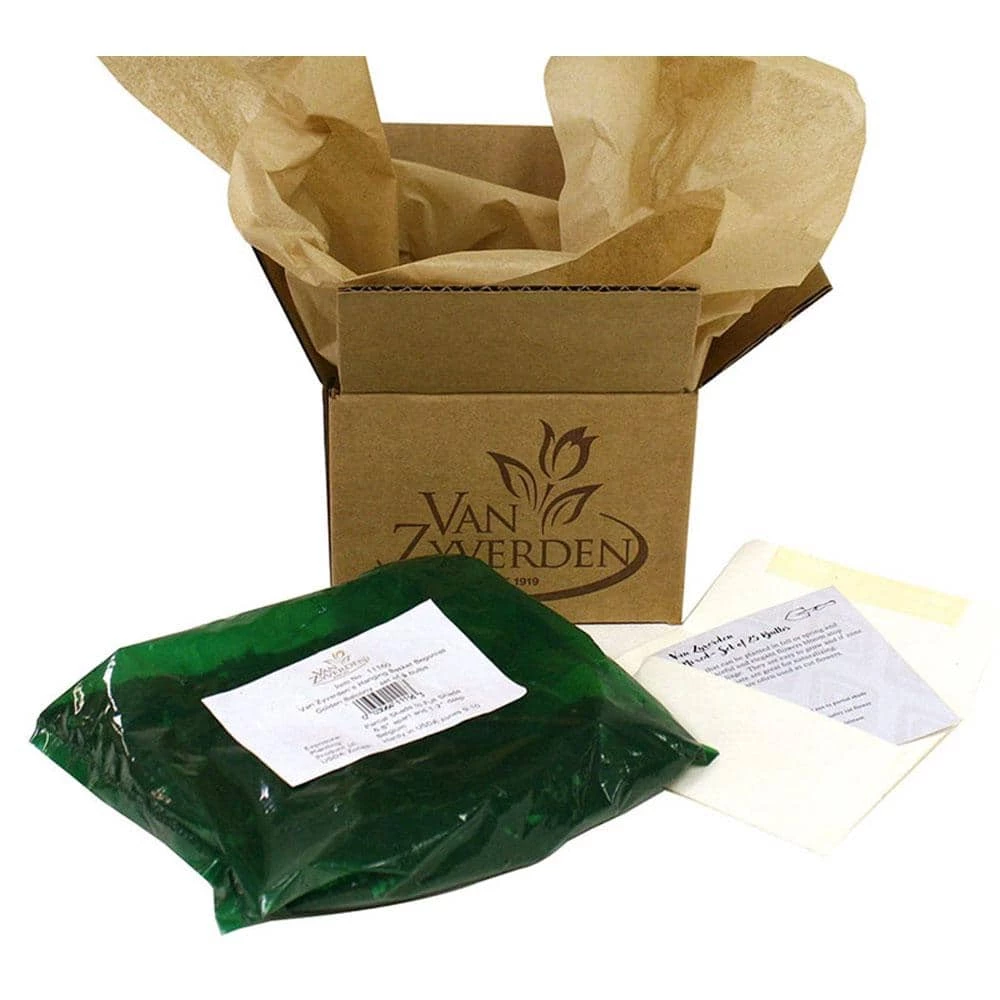 VAN ZYVERDEN Lilies Black List Set of 8 Bulbs 5 VAN ZYVERDEN Lilies Black List Set of 8 Bulbs - Image 3