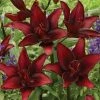 VAN ZYVERDEN Lilies Black List Set of 8 Bulbs -VAN ZYVERDEN shop van zyverden flower bulbs 88152 64 1000