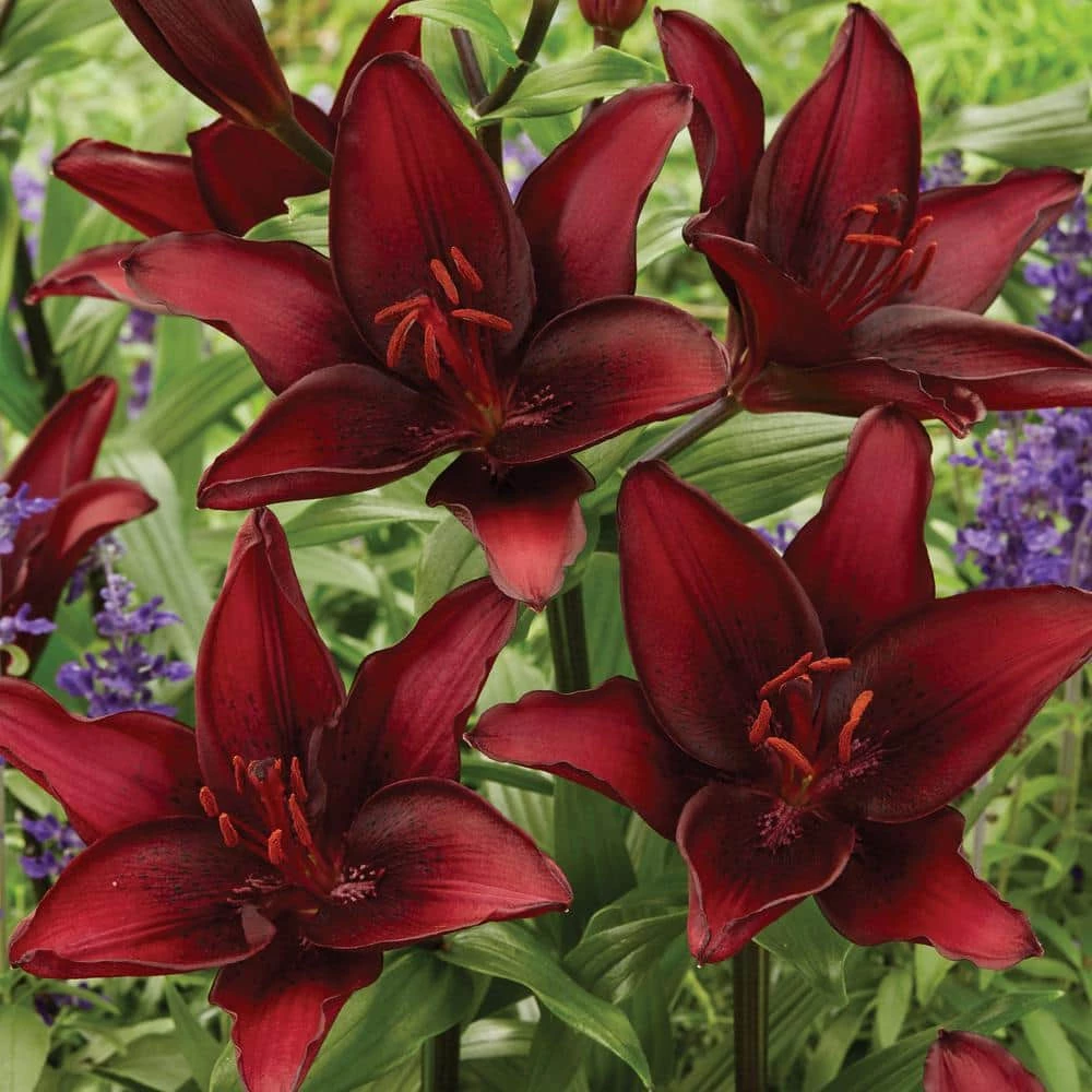 VAN ZYVERDEN Lilies Black List Set of 8 Bulbs 3 VAN ZYVERDEN Lilies Black List Set of 8 Bulbs