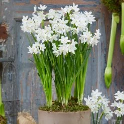 VAN ZYVERDEN Paperwhites Bulbs (25-Pack) -VAN ZYVERDEN shop van zyverden flower bulbs 88200 4f 1000