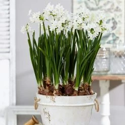 VAN ZYVERDEN Paperwhites Bulbs (25-Pack)