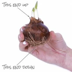 VAN ZYVERDEN Paperwhites Bulbs (25-Pack) -VAN ZYVERDEN shop van zyverden flower bulbs 88200 76 1000