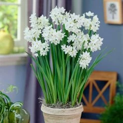 VAN ZYVERDEN Paperwhites Bulbs (25-Pack) -VAN ZYVERDEN shop van zyverden flower bulbs 88200 c3 1000