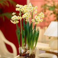 VAN ZYVERDEN Narcissus Avalanche for Indoor Forcing Bulbs (6-Pack) 9 VAN ZYVERDEN Narcissus Avalanche for Indoor Forcing Bulbs (6-Pack) -VAN ZYVERDEN shop van zyverden flower bulbs 88201 4f 1000