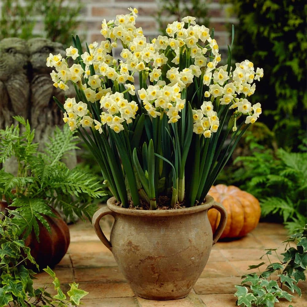 VAN ZYVERDEN Narcissus Avalanche for Indoor Forcing Bulbs (6-Pack) 3 VAN ZYVERDEN Narcissus Avalanche for Indoor Forcing Bulbs (6-Pack)