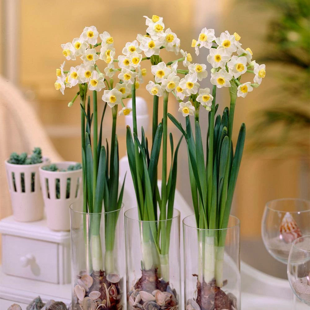 VAN ZYVERDEN Narcissus Avalanche for Indoor Forcing Bulbs (6-Pack) 4 VAN ZYVERDEN Narcissus Avalanche for Indoor Forcing Bulbs (6-Pack) - Image 2