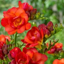 VAN ZYVERDEN Freesias Double Blooming Red Bulbs (25-Pack)
