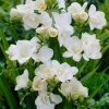 VAN ZYVERDEN Freesias Double Blooming White Bulbs (25-Pack) 1 VAN ZYVERDEN Freesias Double Blooming White Bulbs (25-Pack) -VAN ZYVERDEN shop van zyverden flower bulbs 88254 64 1000