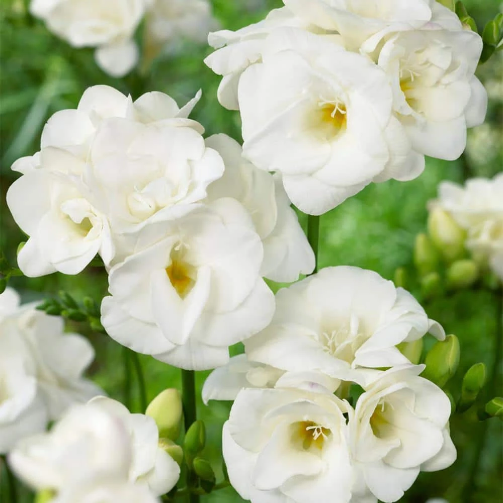 VAN ZYVERDEN Freesias Double Blooming White Bulbs (25-Pack) 4 VAN ZYVERDEN Freesias Double Blooming White Bulbs (25-Pack) - Image 2