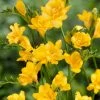 VAN ZYVERDEN Freesias Double Blooming Yellow Bulbs (25-Pack) -VAN ZYVERDEN shop van zyverden flower bulbs 88255 64 1000
