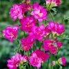VAN ZYVERDEN Freesias Double Blooming Pink Bulbs (25-Pack) -VAN ZYVERDEN shop van zyverden flower bulbs 88256 64 1000