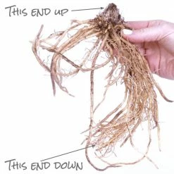 VAN ZYVERDEN Hosta Guacamole Bulbs (3-Pack) -VAN ZYVERDEN shop van zyverden flower bulbs 88300 1f 1000