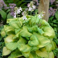 VAN ZYVERDEN Hosta Guacamole Bulbs (3-Pack)
