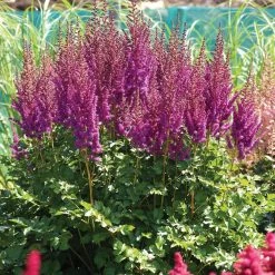 VAN ZYVERDEN Astilbe Blackberry Cake Bulbs (3-Pack)