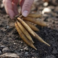 VAN ZYVERDEN Astilbe Top Choice Cake Mixture Bulbs (5-Pack) -VAN ZYVERDEN shop van zyverden flower bulbs 88341 fa 1000