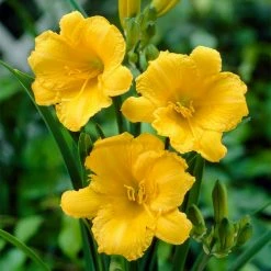 VAN ZYVERDEN Daylily Stella D'Oro Roots (5-Pack) -VAN ZYVERDEN shop van zyverden flower bulbs 88360 1f 1000