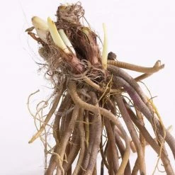 VAN ZYVERDEN Daylily Stella D'Oro Roots (5-Pack) -VAN ZYVERDEN shop van zyverden flower bulbs 88360 44 1000