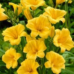 VAN ZYVERDEN Daylily Stella D'Oro Roots (5-Pack)