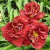 VAN ZYVERDEN Daylily Stellar Double Rose Bulbs (3-Pack) 1 VAN ZYVERDEN Daylily Stellar Double Rose Bulbs (3-Pack) -VAN ZYVERDEN shop van zyverden flower bulbs 88361 64 1000