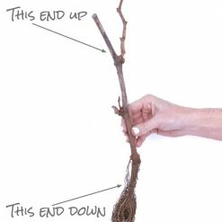 VAN ZYVERDEN Grapes Thomcord Seedless Plants (3-Pack) -VAN ZYVERDEN shop van zyverden fruit plants 11425 1f 1000