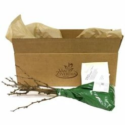 VAN ZYVERDEN Grapes Thomcord Seedless Plants (3-Pack) -VAN ZYVERDEN shop van zyverden fruit plants 11425 4f 1000