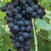 VAN ZYVERDEN Grapes Thomcord Seedless Plants (3-Pack) -VAN ZYVERDEN shop van zyverden fruit plants 11425 64 1000